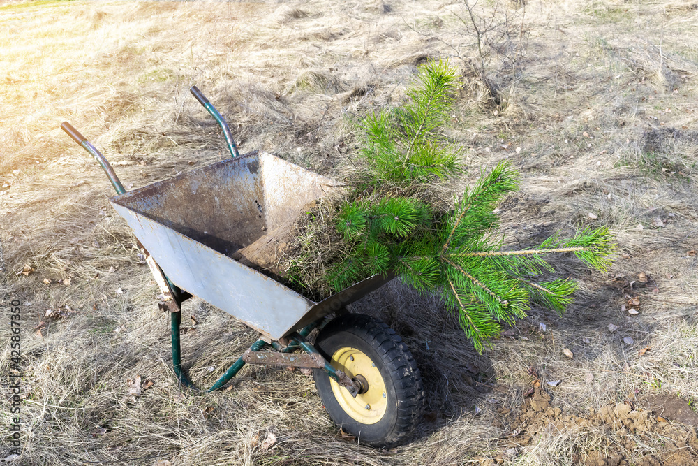 Fresh dug out evergreen tree pine with ground soil, root ball lies in garden wheelbarrow in forest, prepared for planting at garden. Seasonal tree planting transplantation in park or backyard Fresh dug out evergreen tree pine with ground soil, root ball lies in garden wheelbarrow in forest, prepared for planting at garden. Seasonal tree planting transplantation in park or backyard