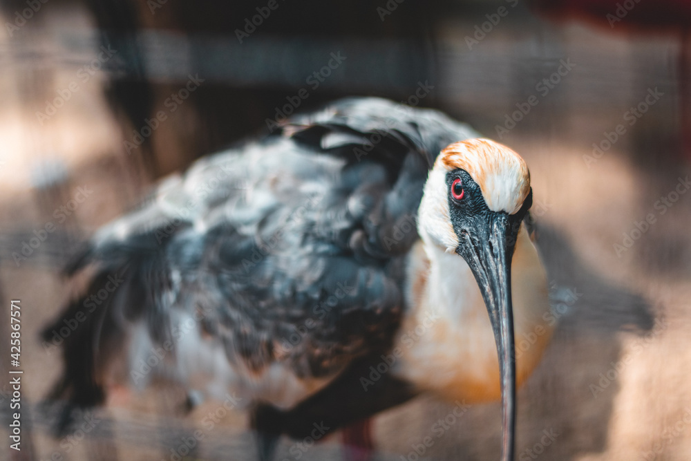 Obraz premium bird in the zoo