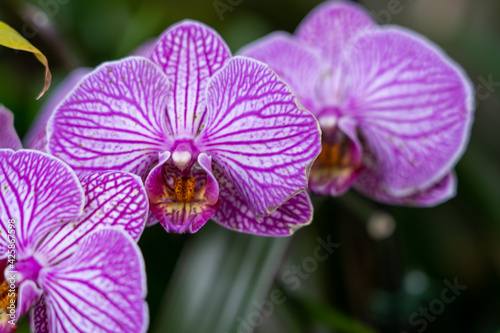 purple orchid flower