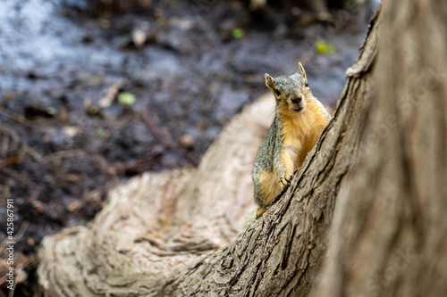 squirrel in the forest