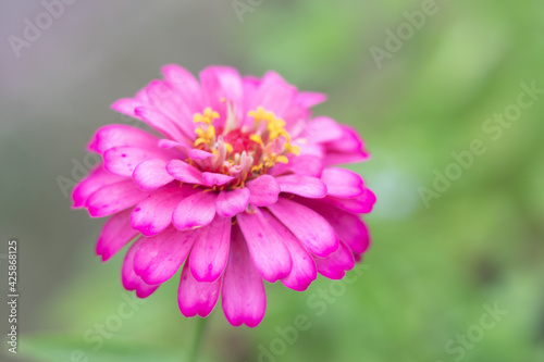 Pink Flower