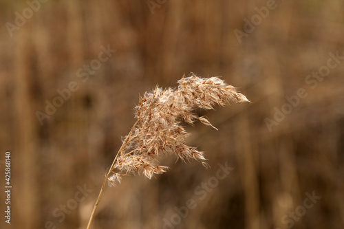 dry fluffy spike of reeds