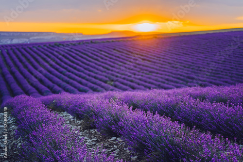 Sun is setting over a beautiful purple lavender filed in Crimea