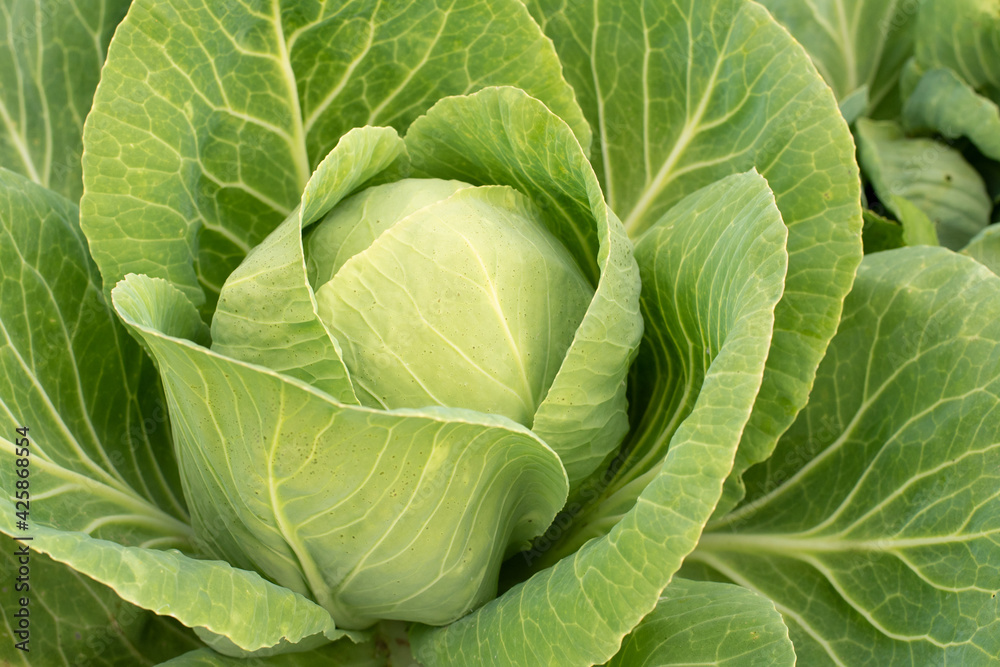 Cabbage head in growth at vegetable garden