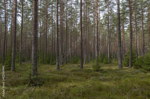 Pine tree forest landscape in the morning.