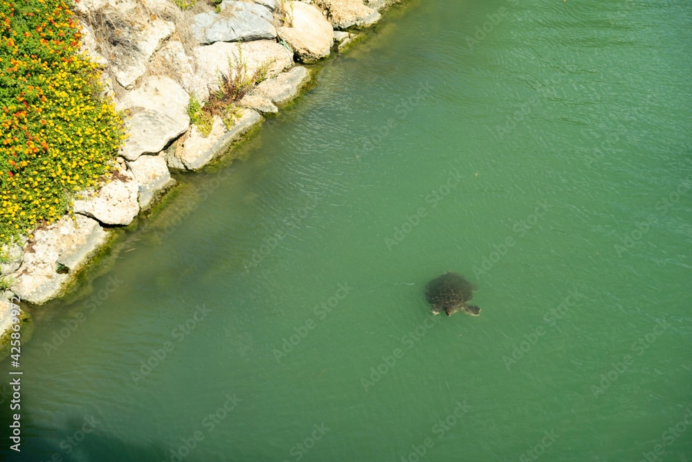Turtles swimming in turquoise water. People feed the turtles in the water. Group of turtles in Side, Antalya, Turkey aerial drone photo