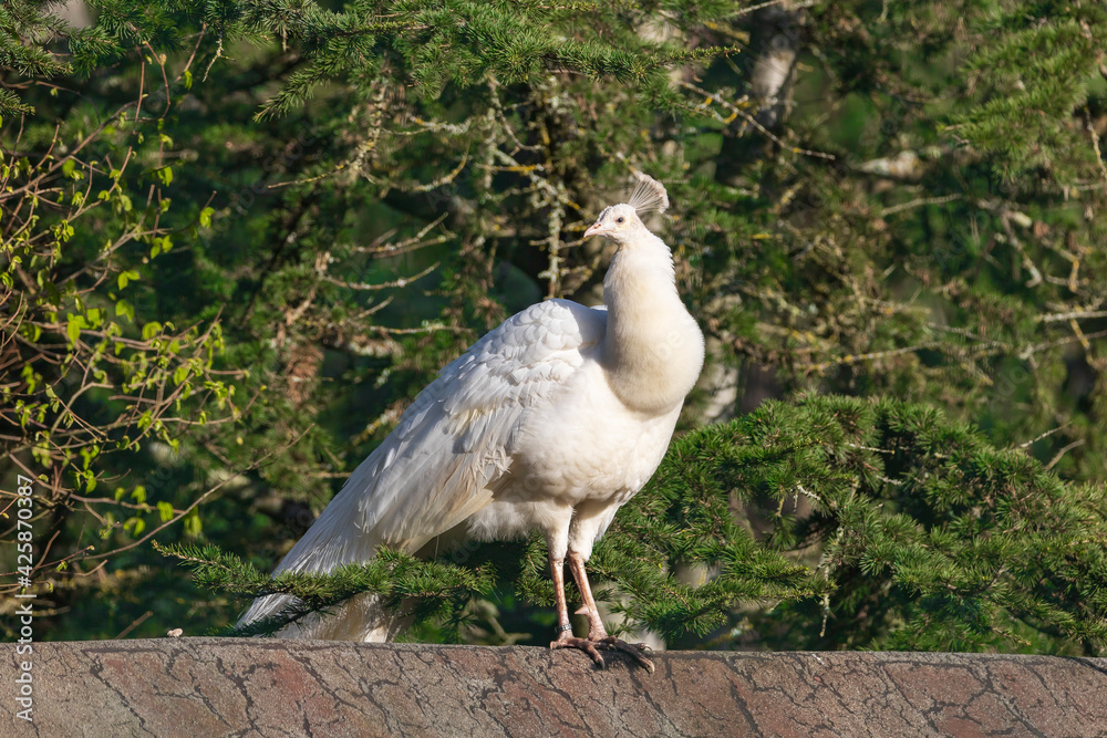 white Peafowl - Pavo cristatus - white peacock white Peafowl - Pavo cristatus - white peacock