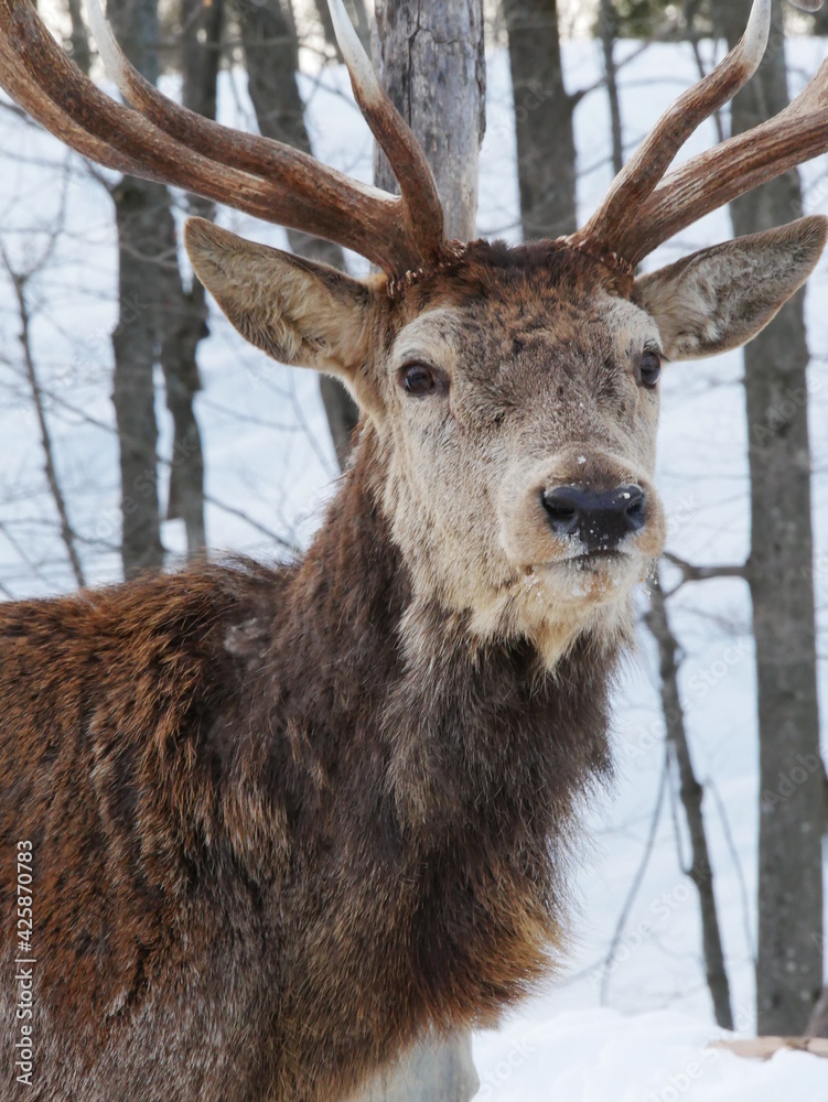 deer in the woods