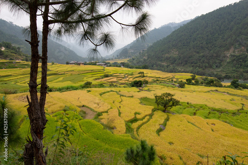 Bhutan - Punakha Tal vor der Reisernte photo