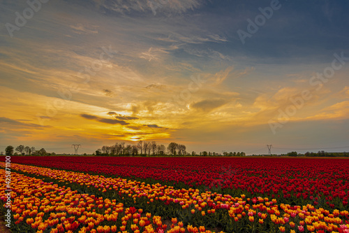 Zachód nad polem tulipanów 