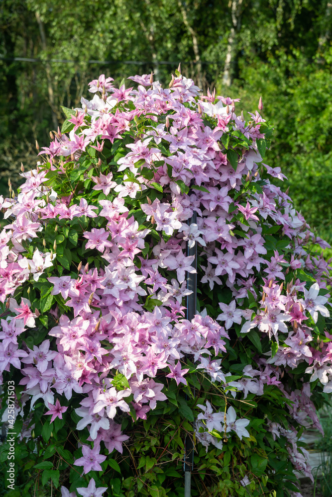 Clematis bush blooming in the country garden