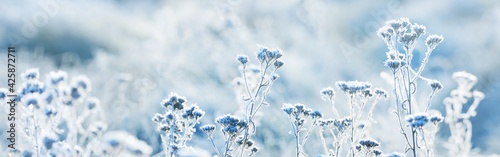 Forest floor of dry plants in a hoarfrost, close-up. Morning fog. Sunny winter day. Seasons, climate change, ecology, botany. Natural blue and white background. Macrophotography, copy space, panorama