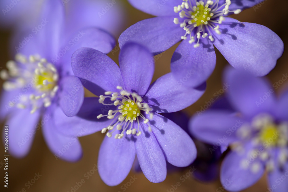 Closeup of blooms of common hepatica (Hepatica nobilis, Anemone hepatica) Closeup of blooms of common hepatica (Hepatica nobilis, Anemone hepatica)