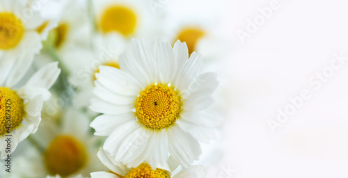 Chamomile or daisy flowers on white background