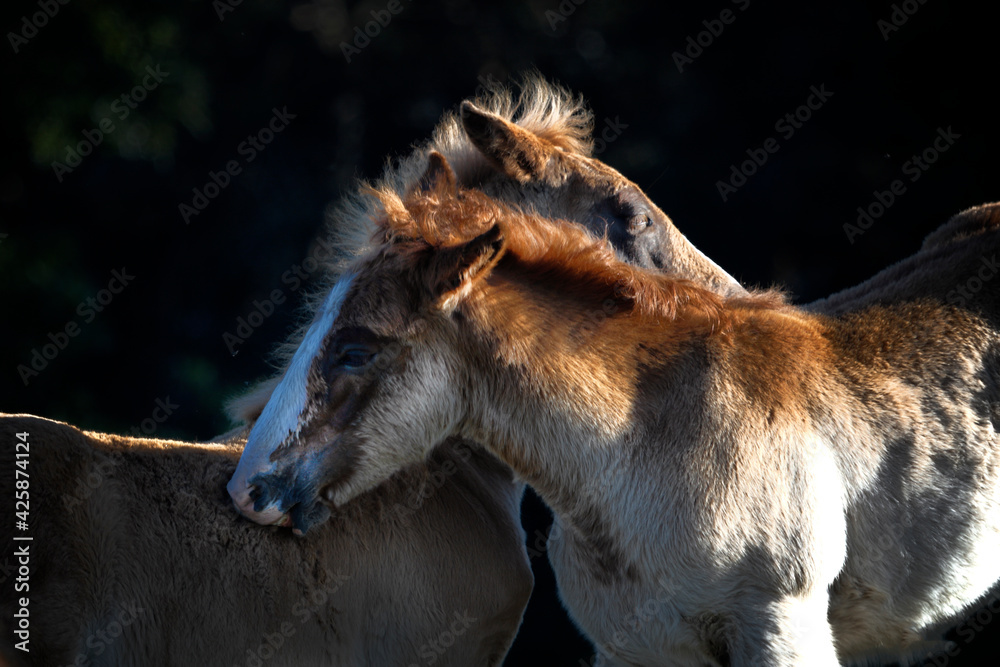 Fototapeta premium Horse
