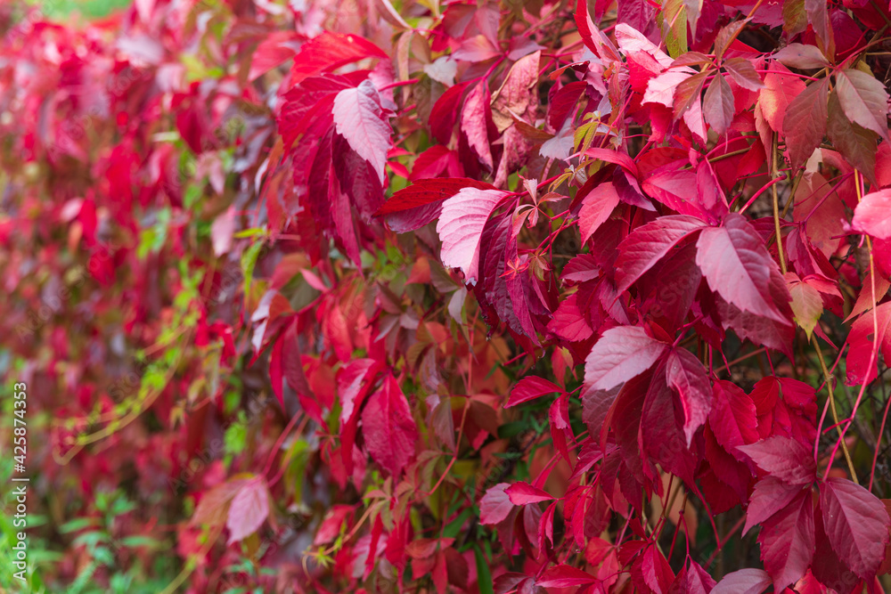 A wall of autumn red leaves of wild grapes A wall of autumn red leaves of wild grapes