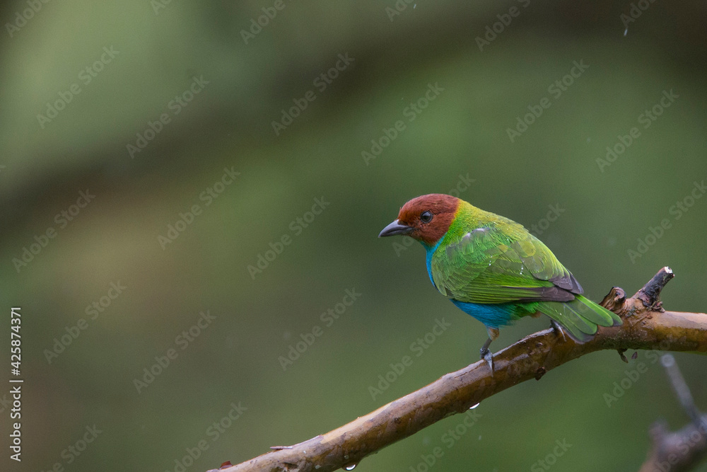 Bay-headed Tanager, (Tangara gyrola), Tangaras Reserve, western Andes, Colombia.