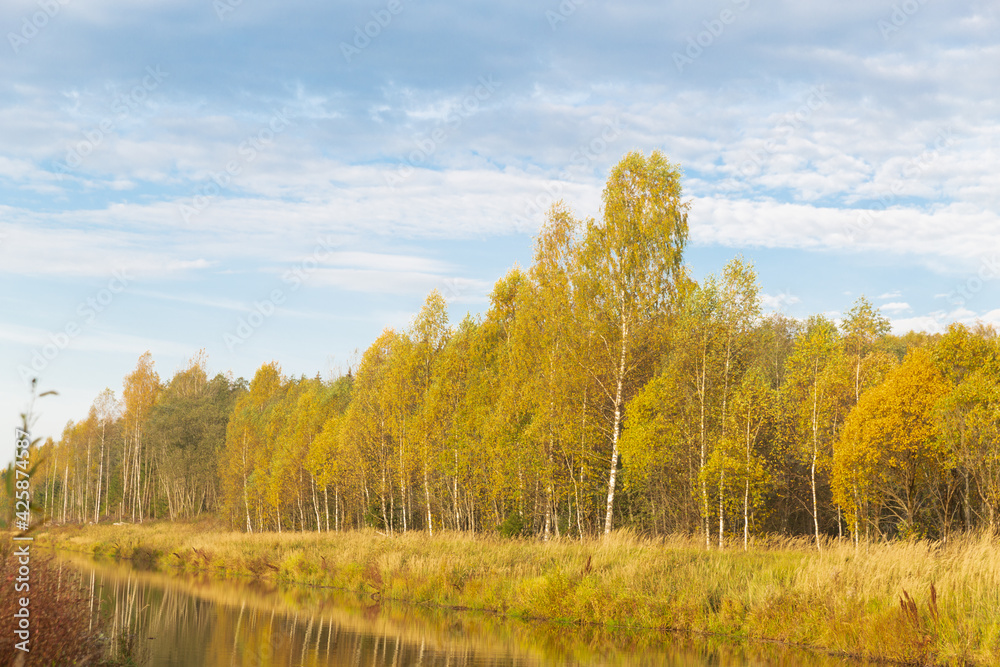Fototapeta premium Autumn nature in the countryside. Yellowed forest and river