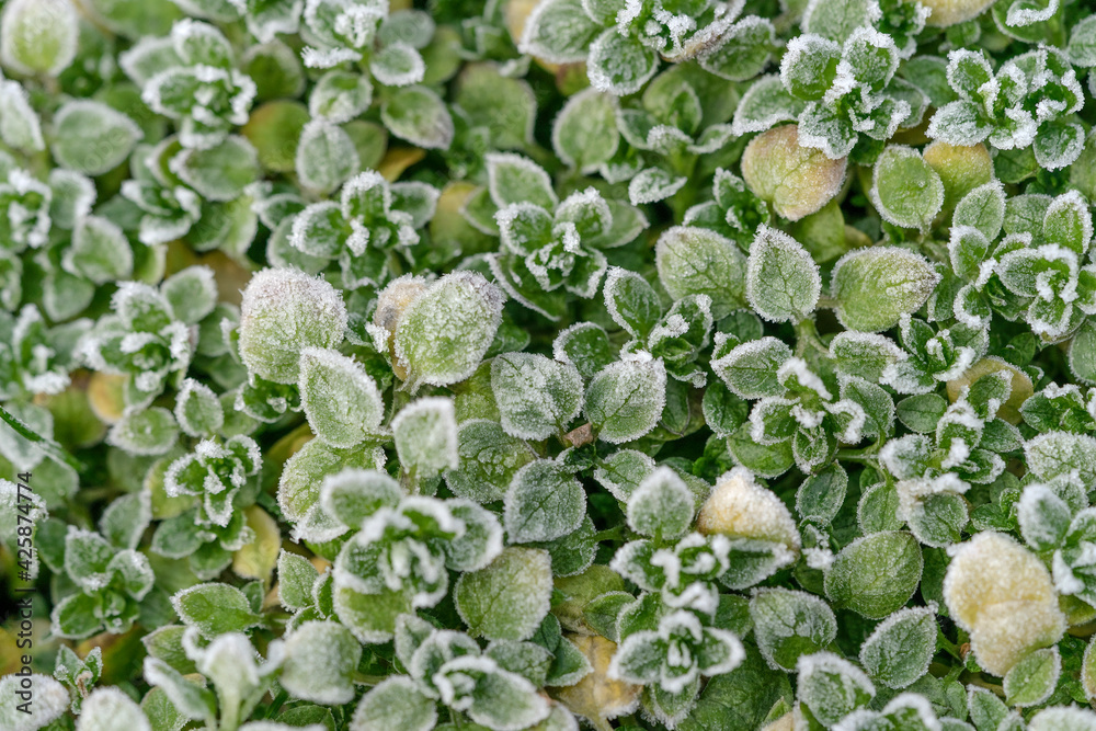 basil basil