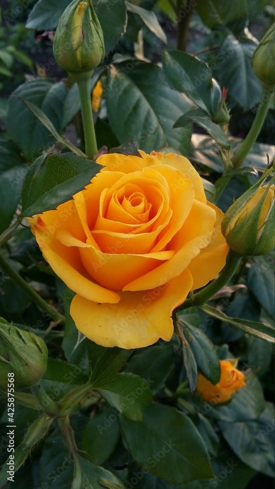 yellow rose on a green background yellow rose on a green background