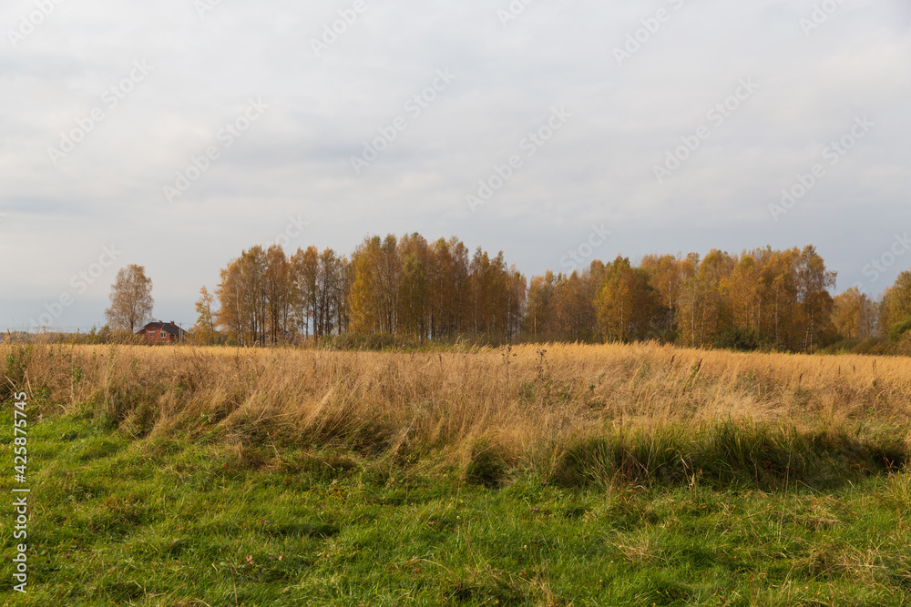 Autumn nature in the countryside. Yellowed forest and meadow