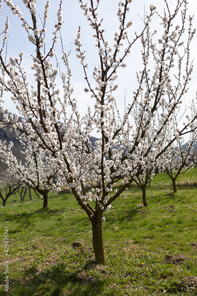 Beautiful apricot trees in full bloom in Wachau, Austria. Beautiful apricot trees in full bloom in Wachau, Austria.