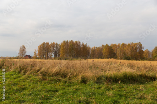 Autumn nature in the countryside. Yellowed forest and meadow