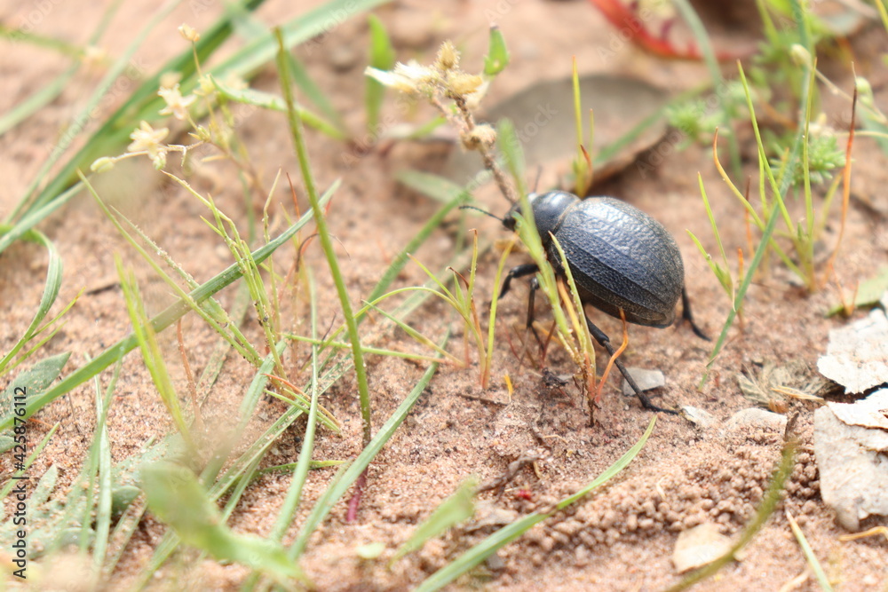 beetle on the ground beetle on the ground