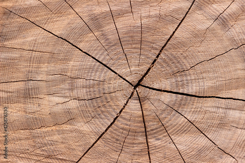 Cut a tree in the forest. Butt felled tree with rings and crack, background
