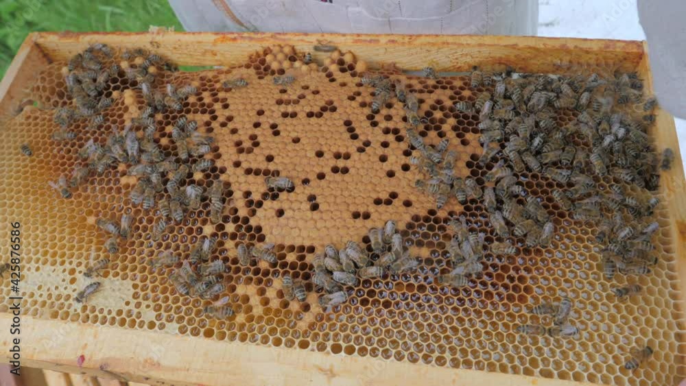 Bees on the apiary in the evidence Bees on the apiary in the evidence