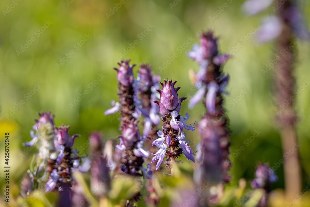 Purple flowers close up, with green background, in spring. Purple flowers close up, with green background, in spring.