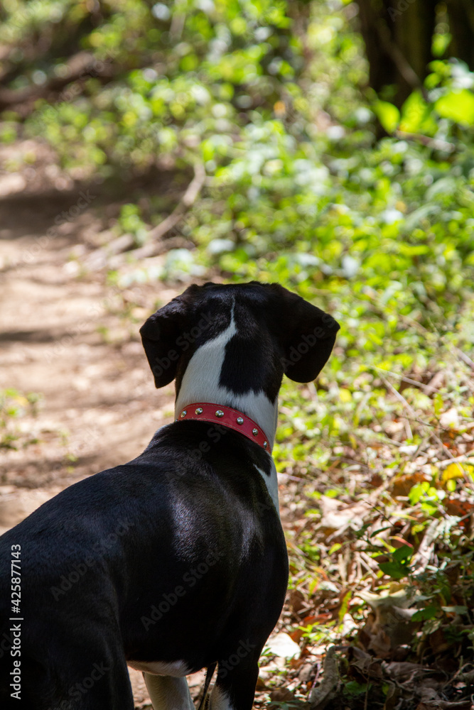 Portrait of a Dog