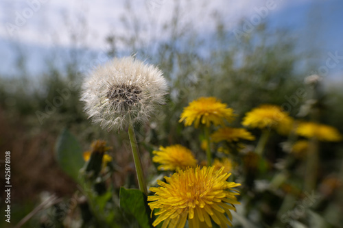 Flower head and dandelion. Blurred grass and sky in the background.