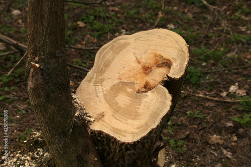 fresh stump from a sawn tree photo