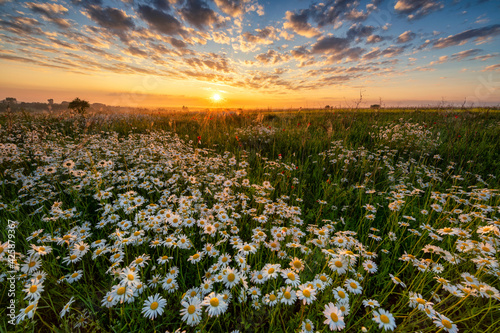 Beautiful summer sunrise over daisy flowers field