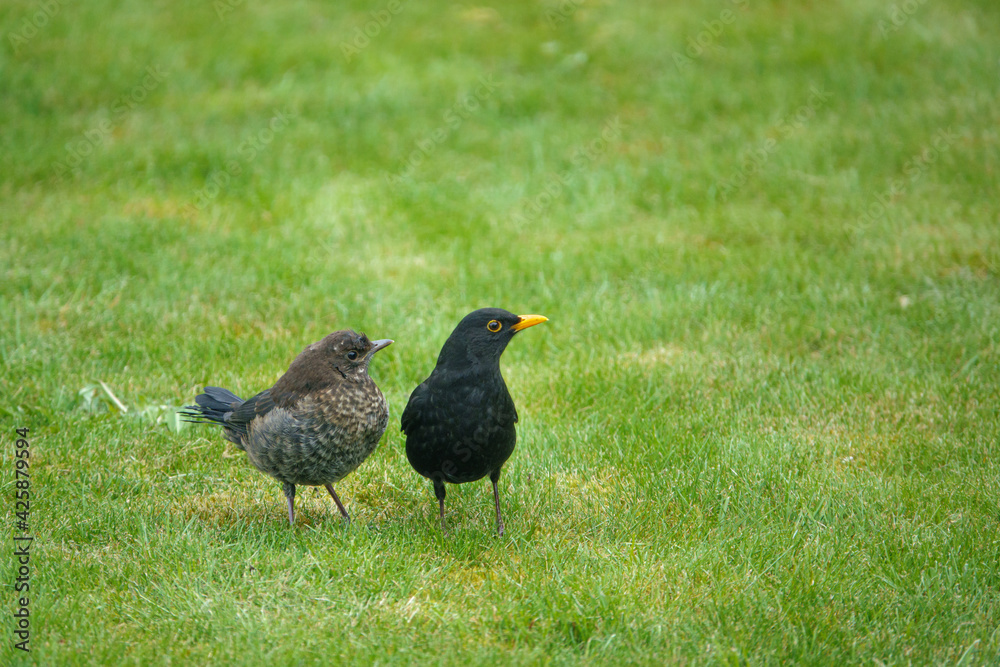 members young and old from a blackbird family (turdus merula) taking food in the garden members young and old from a blackbird family (turdus merula) taking food in the garden