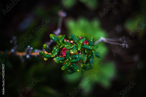 Beautiful Green Plant Macro