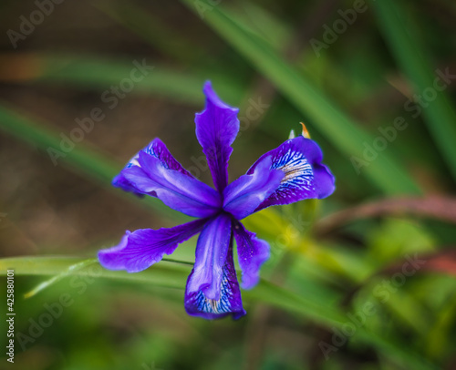 Beautiful Wild Flower