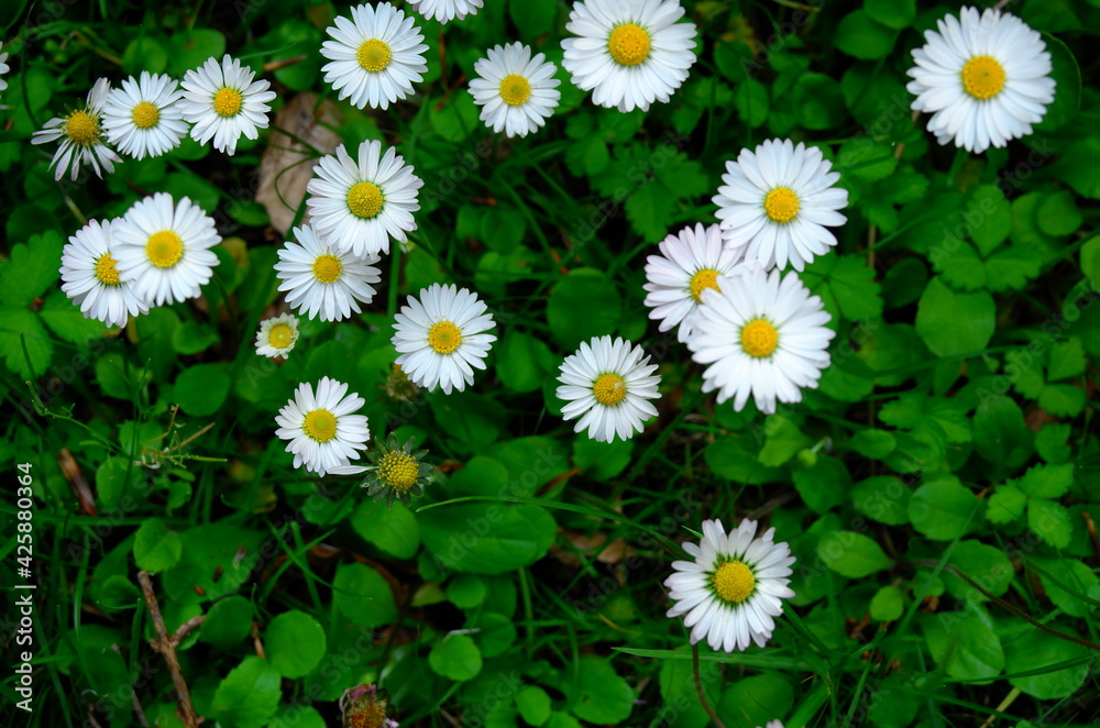 Fototapeta premium Daisy