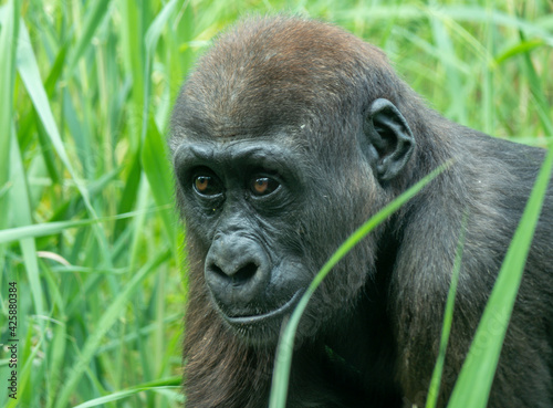 Gorilla monkey sits in the grass n his natural environment while looking into the camera © Raik