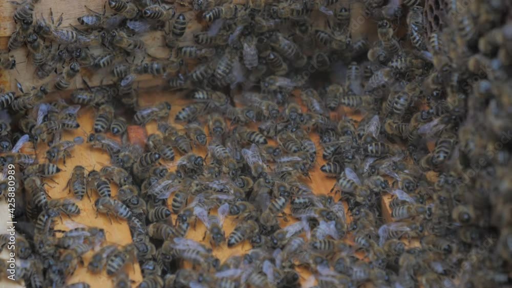 Bees on the apiary in the evidence Bees on the apiary in the evidence