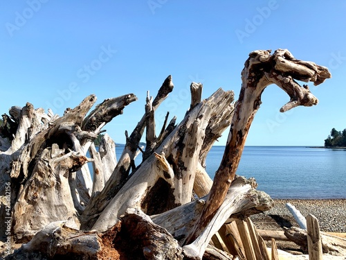 Remarkable piles of driftwood on the beach, looks like a dinosaur.