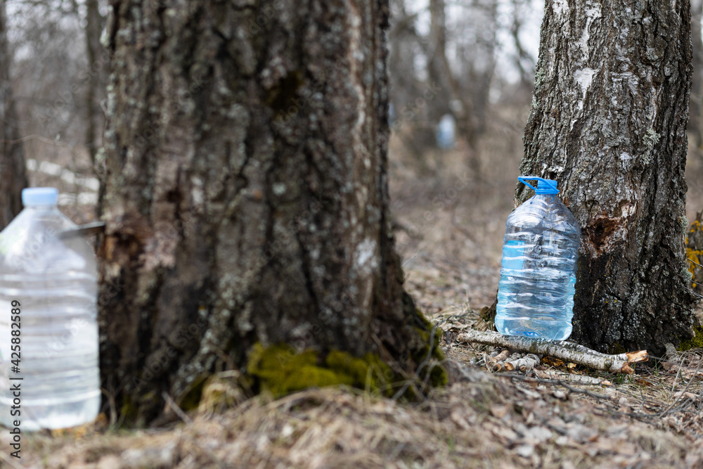 Obraz premium Collecting juice from birch