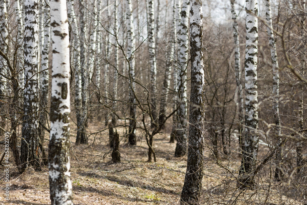 Fototapeta premium Birch forest in daylight in the spring