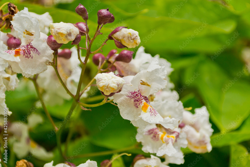 Obraz premium tree blossom