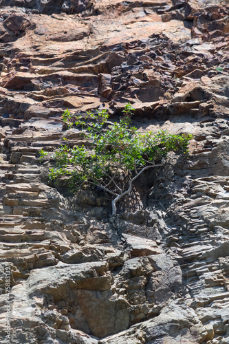 tree on the cliff