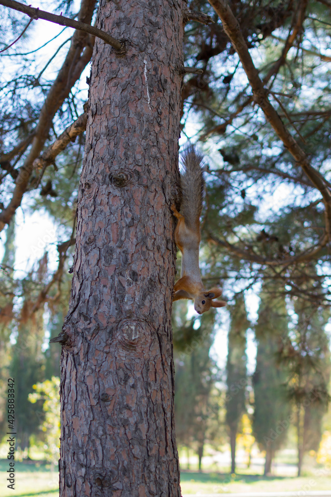 tree in the park