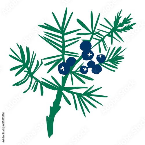 Hand drawn color juniper branch with berries isolated on white background. Juniper herbal illustration in sketch style. Design for medical, food, herbal card