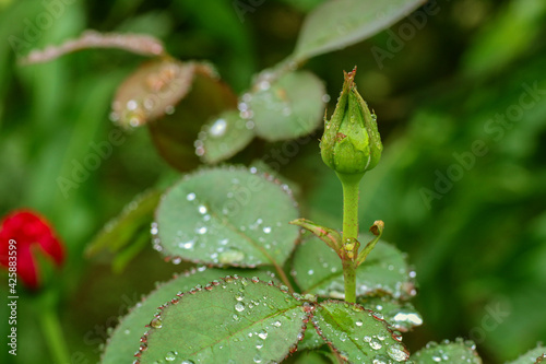 Red Rose flower with raindrops on background rose leaves. Roses flowers growing outdoors. Copy space.