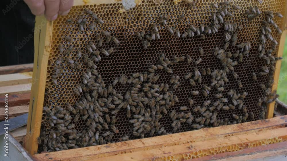 Bees on the apiary in the evidence Bees on the apiary in the evidence